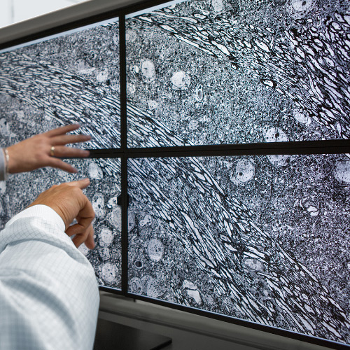 Slika četiriju zaslona koji prikazuju slike snimljene ZEISS MultiSEM mikroskopom. 